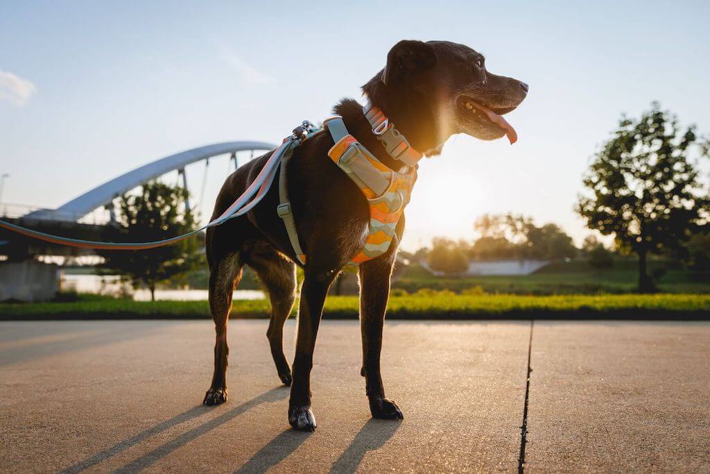Pet Accessories